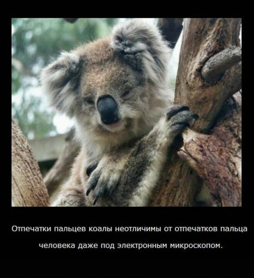 VFL.RU -  