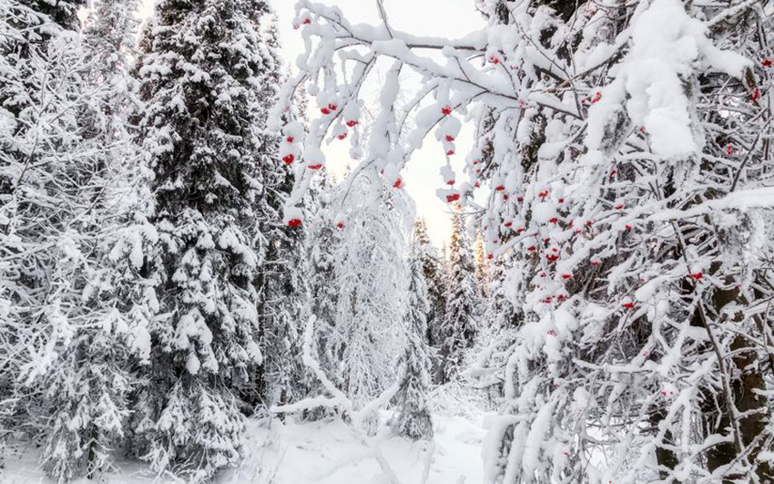 VFL.RU - ��� �����������