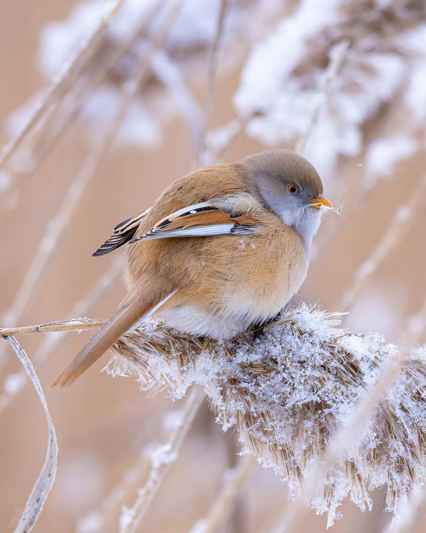 VFL.RU - ��� �����������