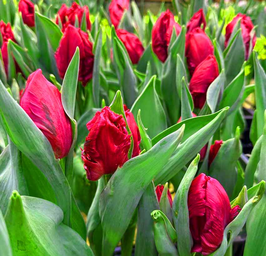 VFL.RU - ��� �����������