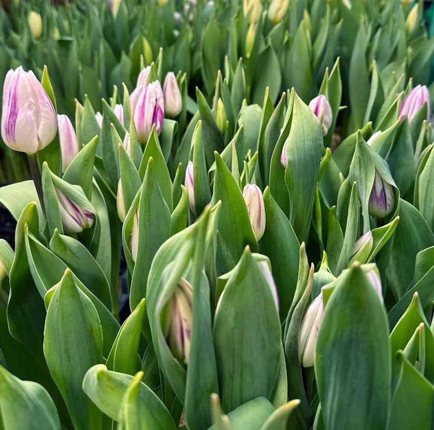 VFL.RU - ��� �����������