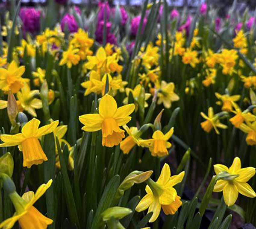 VFL.RU - ��� �����������