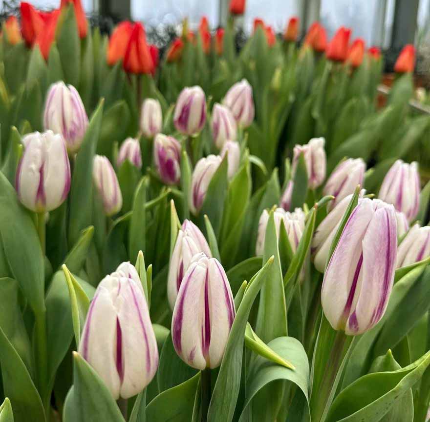 VFL.RU - ��� �����������