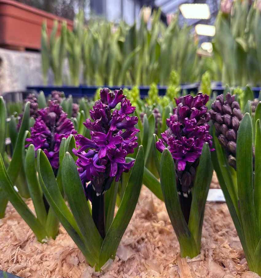 VFL.RU - ��� �����������