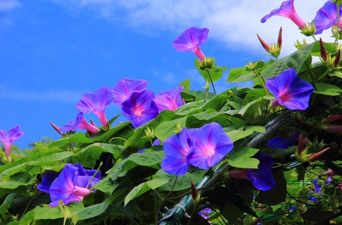 VFL.RU - ��� �����������