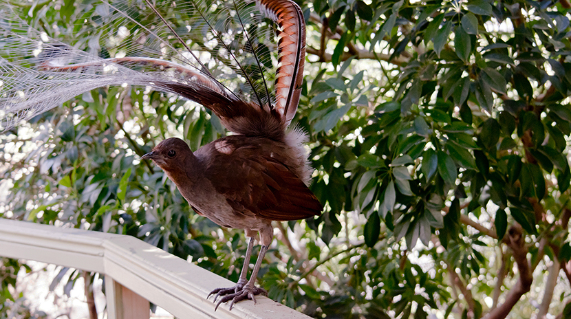 VFL.RU - ��� �����������