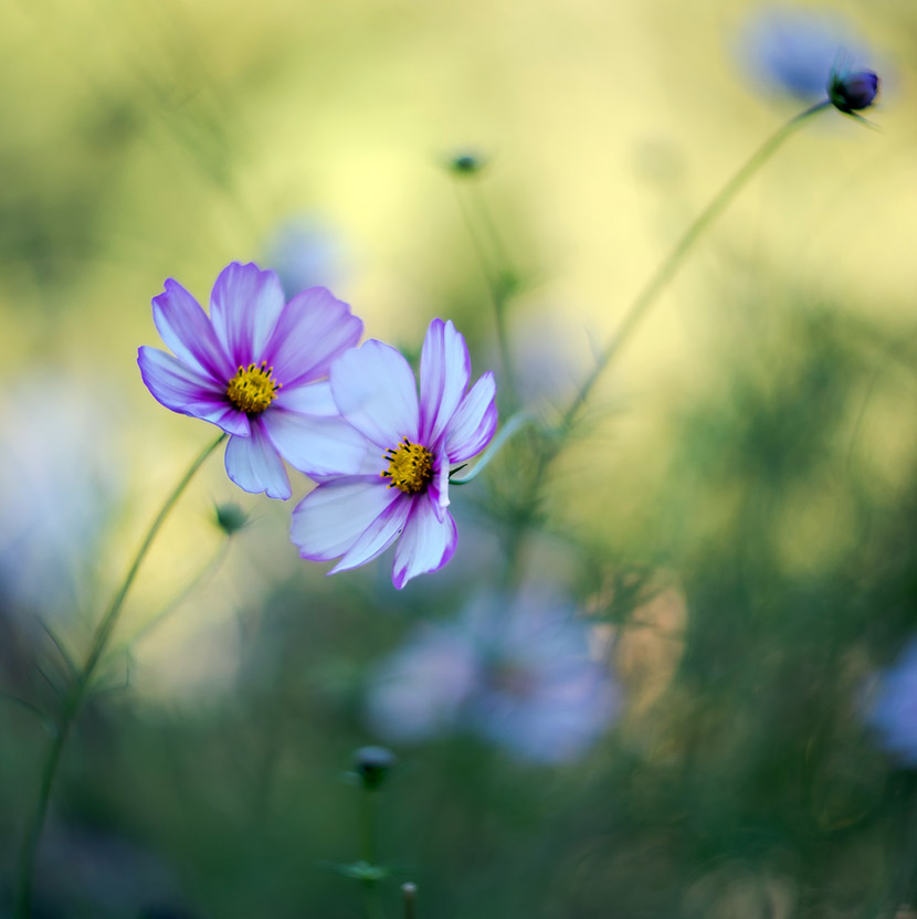 VFL.RU - ��� �����������