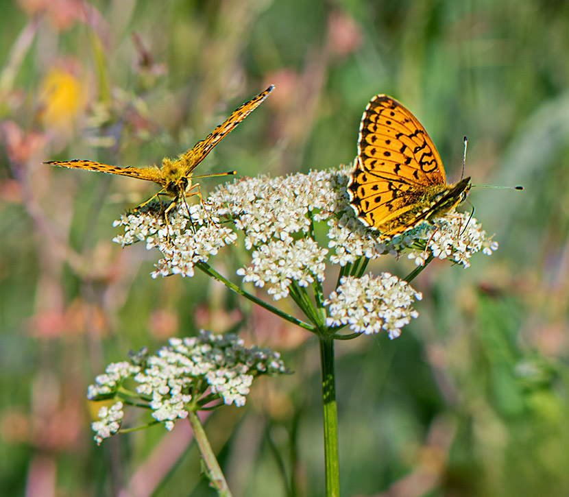 VFL.RU - ��� �����������