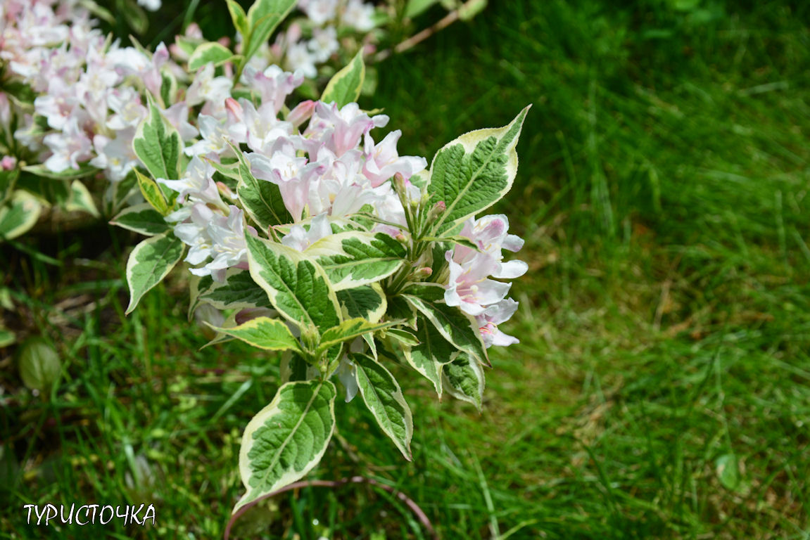 Вейгела Нана Вариегата Вейгела Нана Вариегата