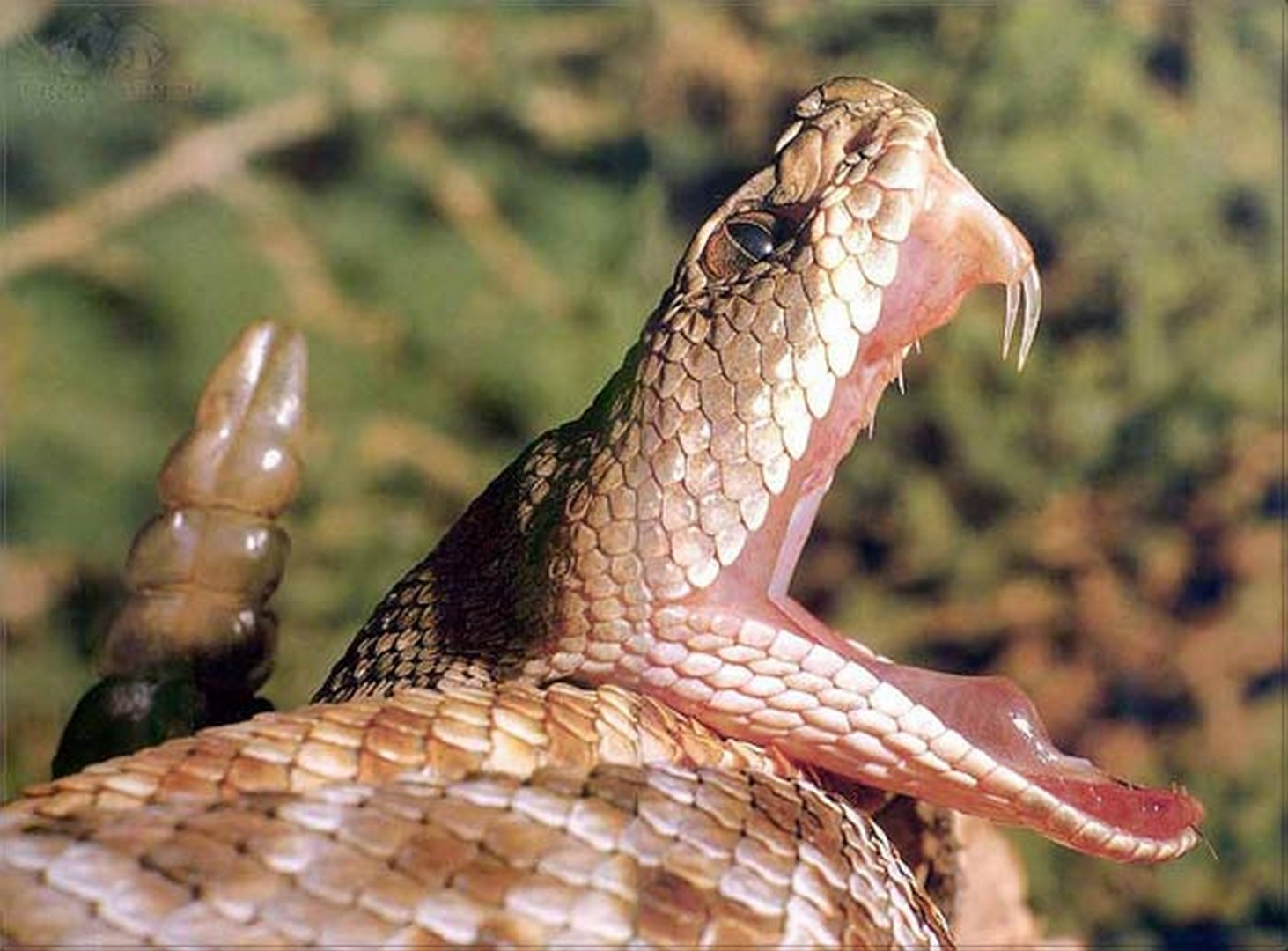 Габонская гадюка змеи зубы