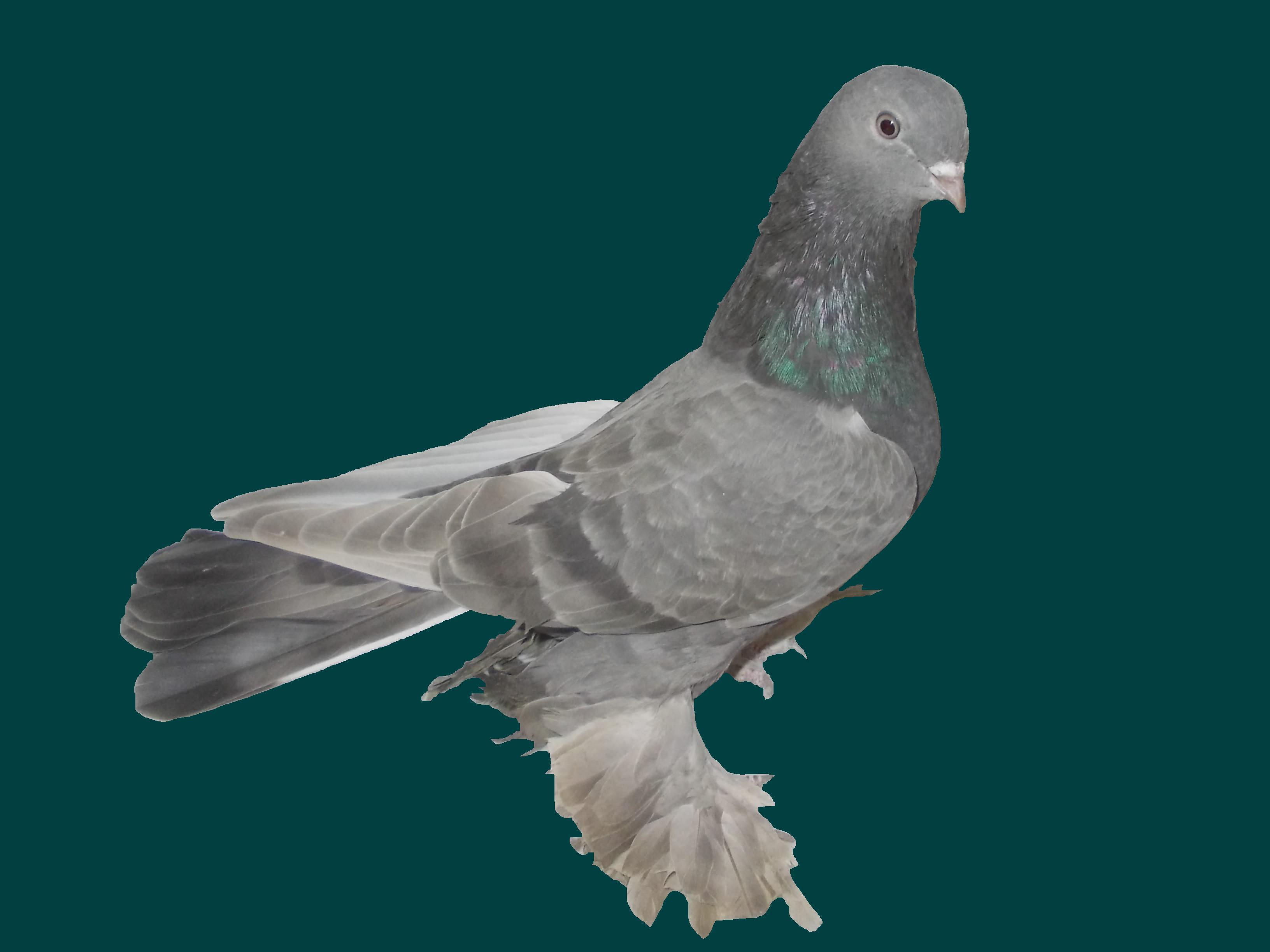 Туркменские бойные голуби
