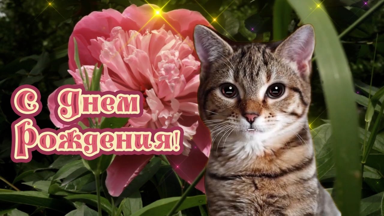 Поздравления С Днем Рождения Женщине С Котами