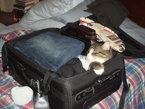 cat-in-bag