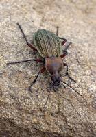 Жужелица решётчатая (медная)