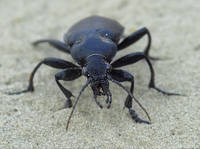 Жужелица степная Calosoma auropunctatum