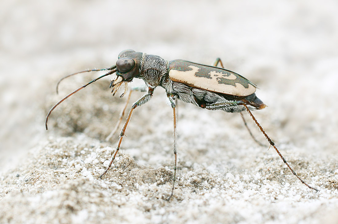 Скакун Cicindela chiloleuca