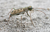 Скакун Cicindela elegans-1