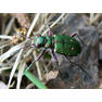 Скакун полевой (Cicindela campestris)