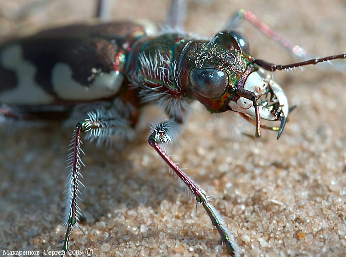 Скакун-межняк Cicindela hybrida-6