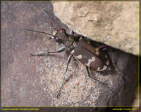 Скакун-межняк(Cicindela hybrida)