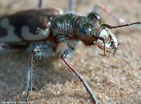 Скакун-межняк Cicindela hybrida-6