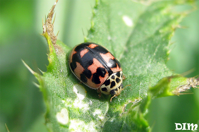 Oenopia conglobata