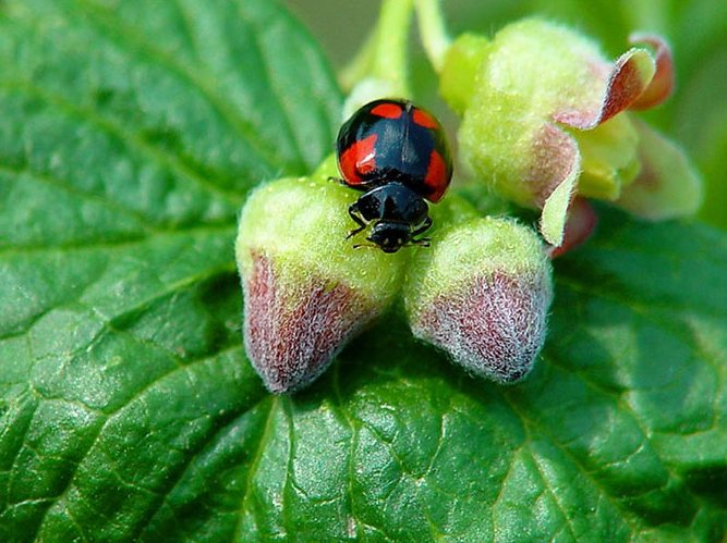 Adalia bipunctata L., черная форма