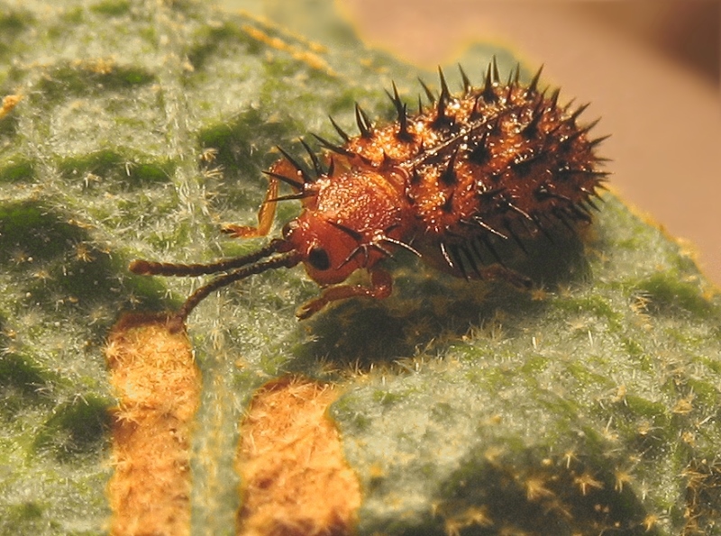 Dicladispa testacea. Колючий жук. Оленка мохнатая жук. Жуки. Жук зеленый колючий.