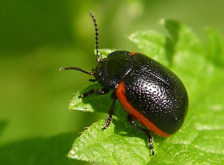 Листоед Chrysomela-gypsophilae