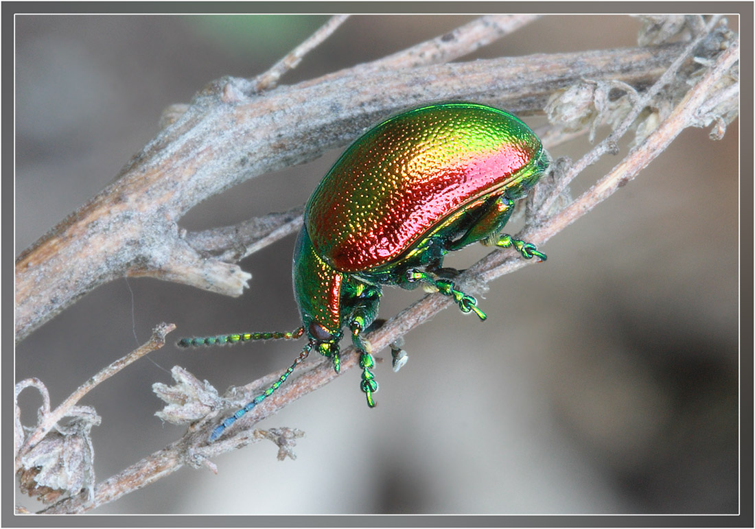 Листоед травяной Жук Chrysolina graminis