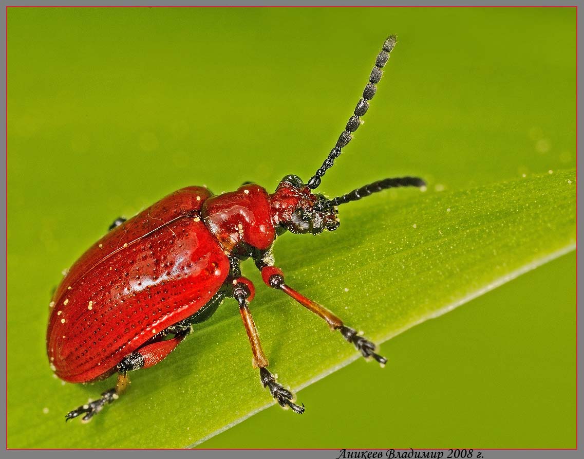 Листоед луковый Lilioceris merdigera l.