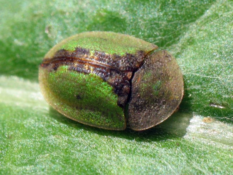 Щитоноска пижмовая Cassida vibex