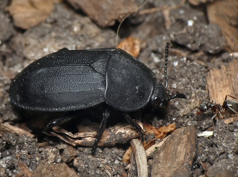 Жук мертвоед Silphidae