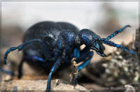 Майка фиолетовая-3