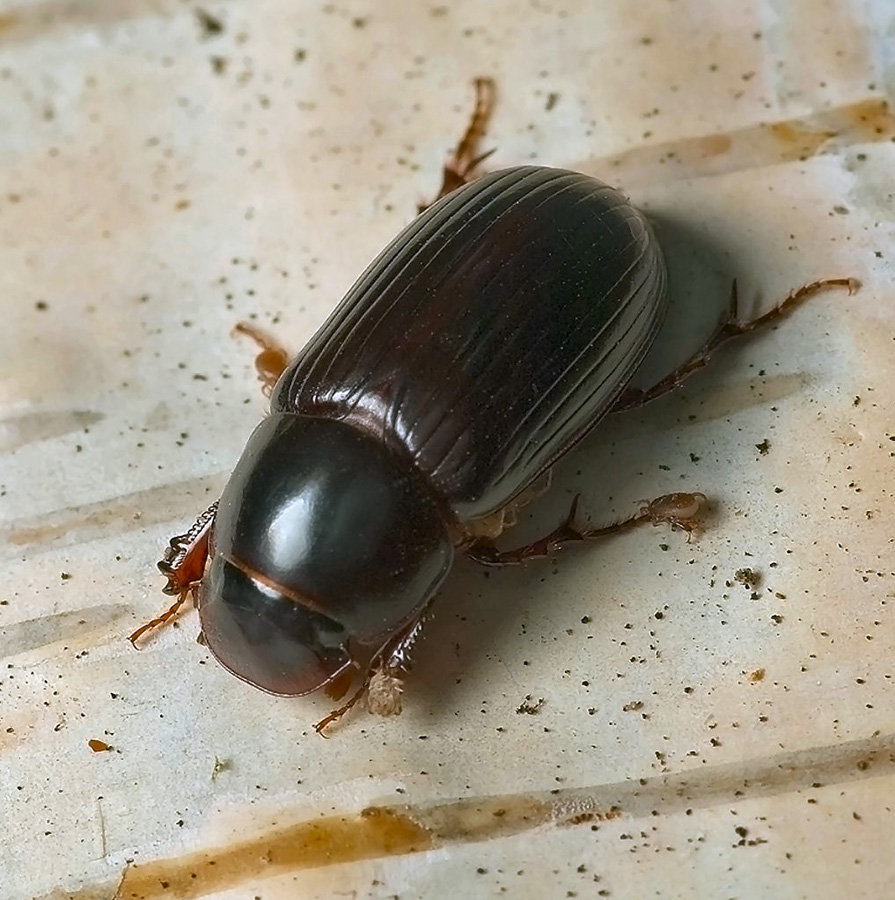 Жуки фото и описание. Aphodius (Acrossus) rufipes (Linnaeus, 1758). Чёрный пластинчатоусый Жук. Жуки Черноземья. Двупятнистый афодий личинка.