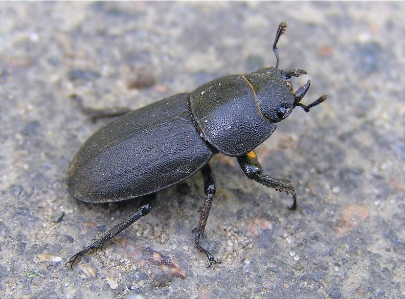 Оленек обыкновенный(Dorcus parallelopipedus)