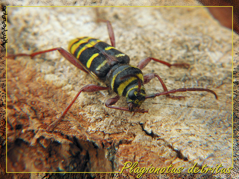 Plagionotus detritus