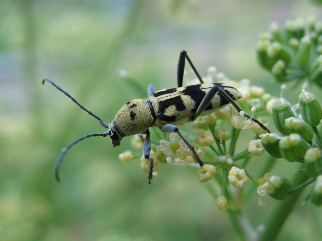 Клит. Chlorophorus varius. Жук Chlorophorus. Усач изменчивый. Жук усач клит.