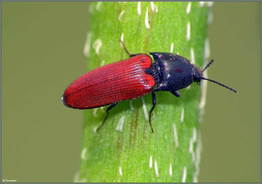 ЩЕЛКУН КРАСНОКРЫЛЫЙ - Ampedus sanguineus, Elaterida