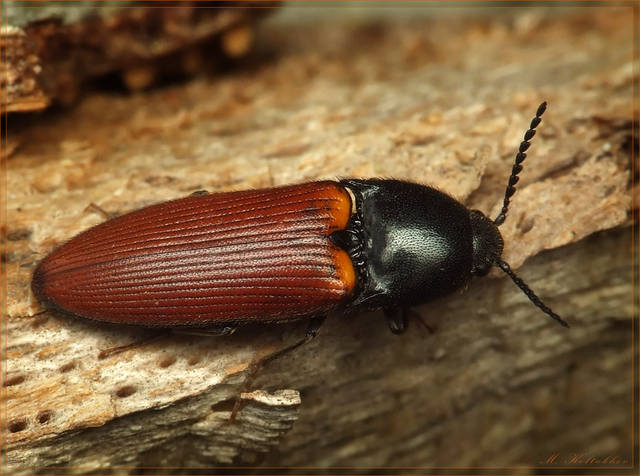 Щелкун краснокрылый Ampedus Sanguineus
