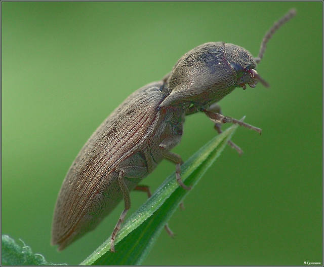 Щелкун(сем.Elateridae)