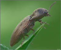 Щелкун(сем.Elateridae)