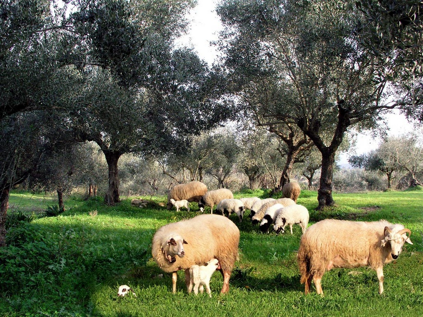 Баран-Овца 31