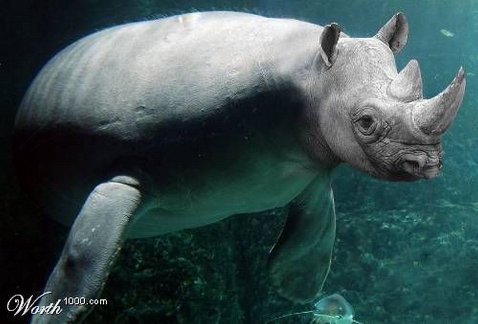 морские гибриды. гибриды животных. морские гибриды. малая косатка (черная косатка). карликовая косатка feresa attenuata.