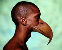 Гибрид носатый