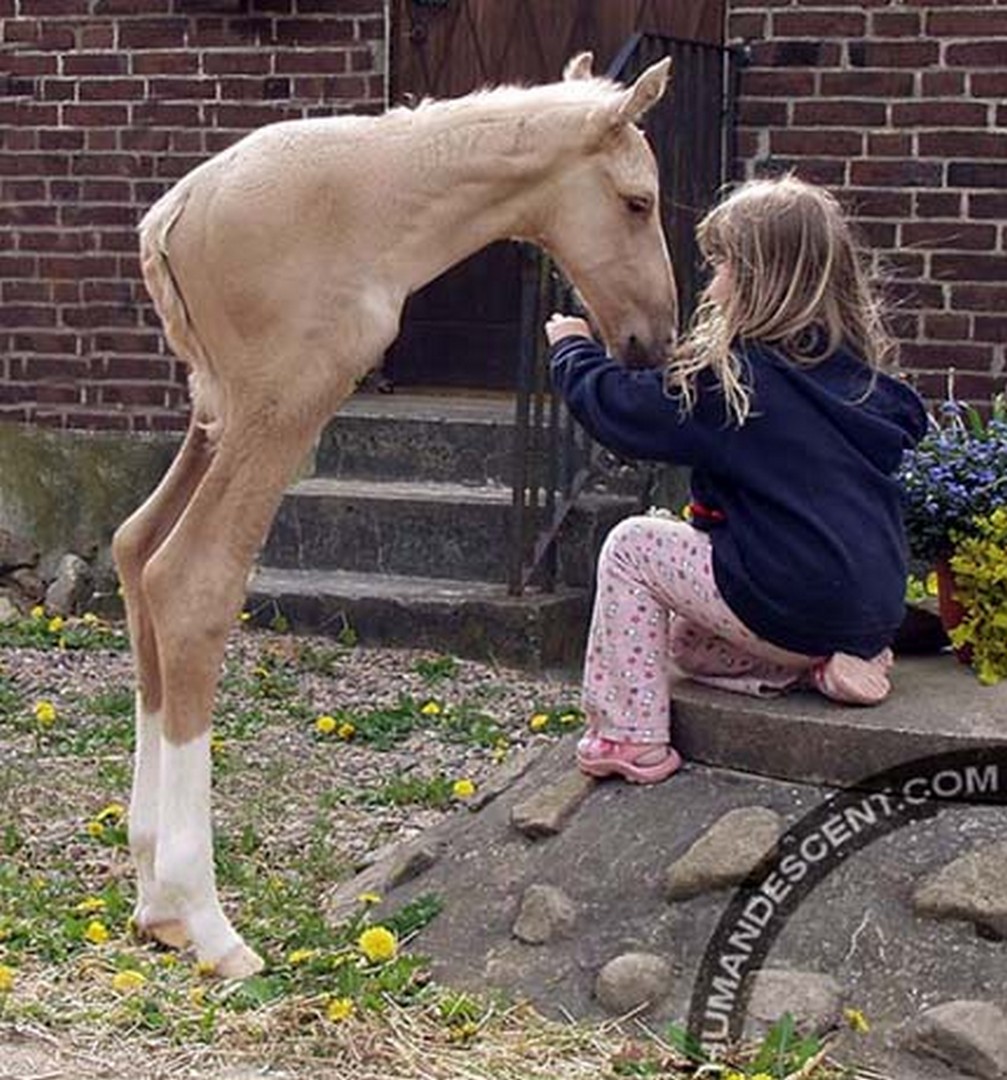 Скрещивание людей дети. Долговязая лошадь Тревор Хендерсон. Долговязая лошадь. Смесь коня и человека. Человек скрещенный с лошадью.