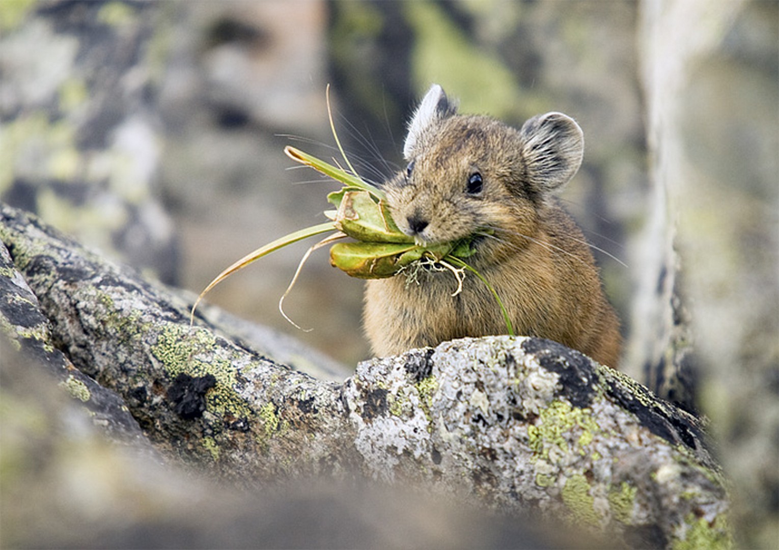 животные, грызуны