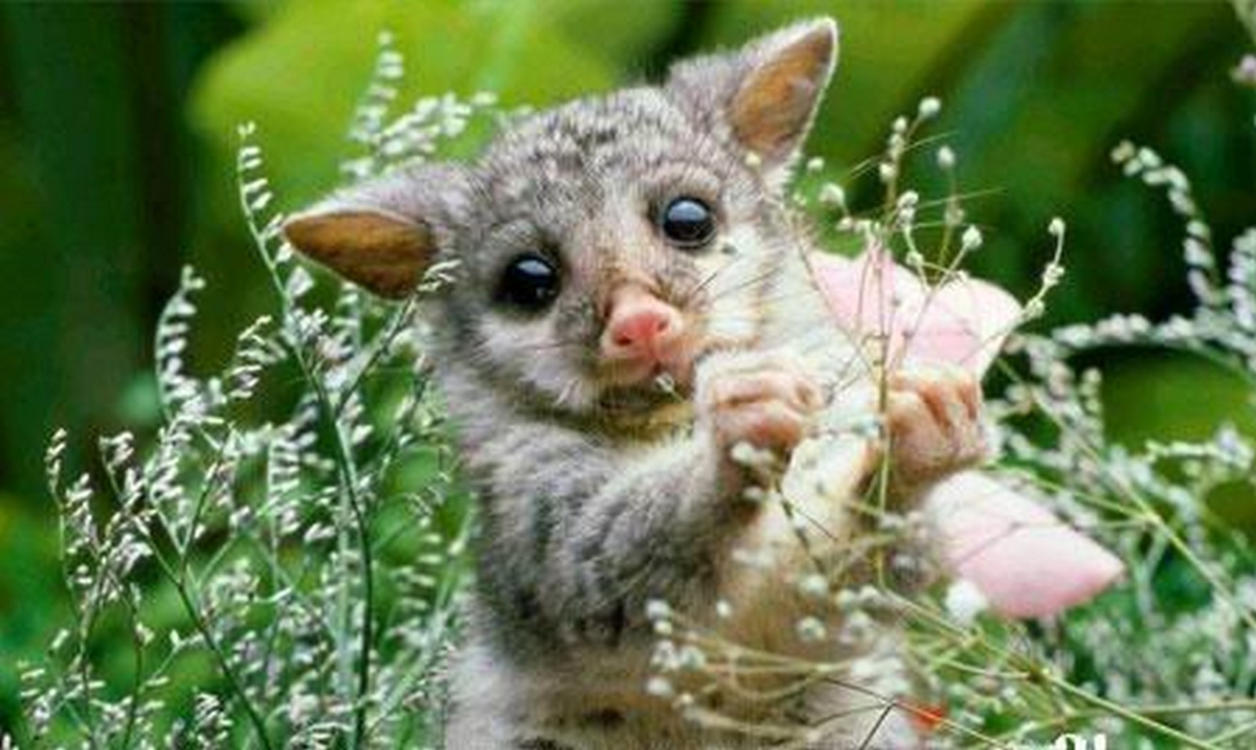 грызуны, животные, мышки,