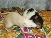 грызуны, животные, мышки,