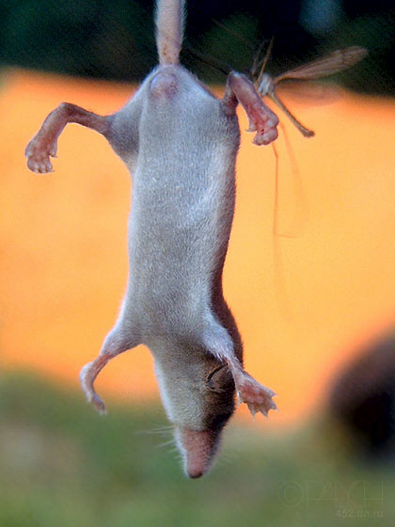 грызуны, животные, мышки,